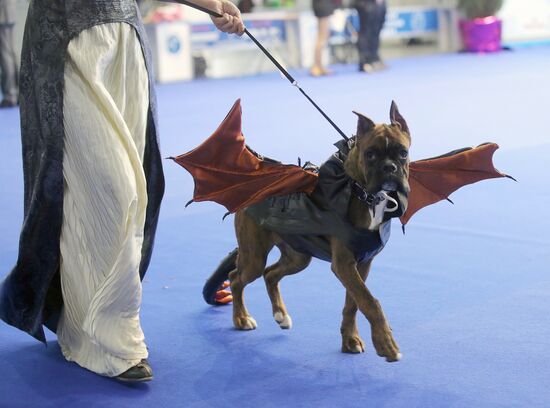 International dog show "Russia - 2015"