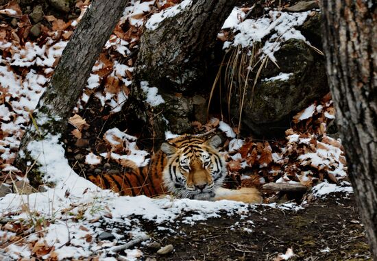 Amur tigers in Primorye Territory's safari park