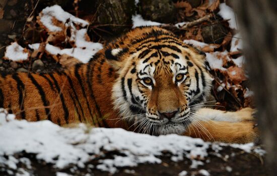 Amur tigers in Primorye Territory's safari park