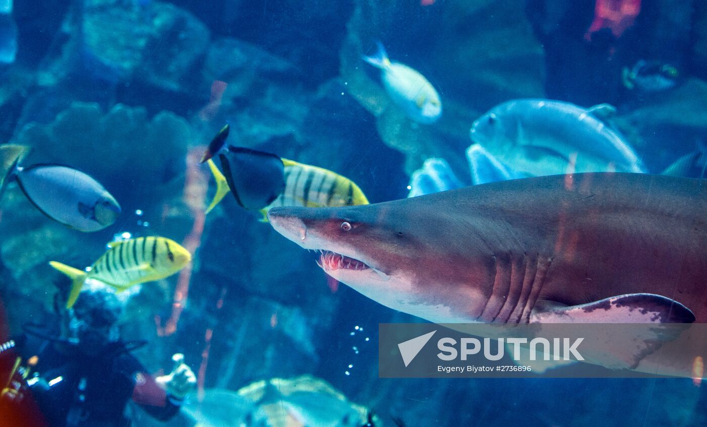 The Dubai Aquarium & Underwater Zoo