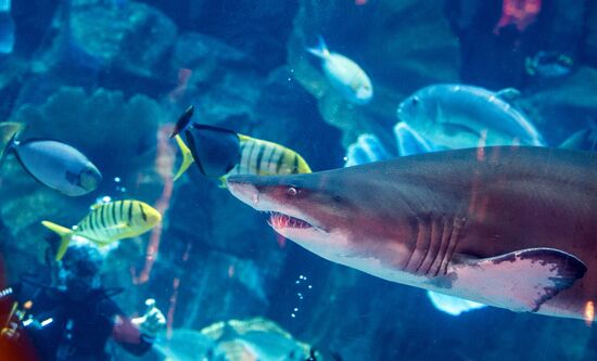 The Dubai Aquarium & Underwater Zoo