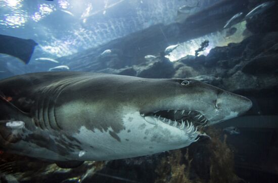 The Dubai Aquarium & Underwater Zoo