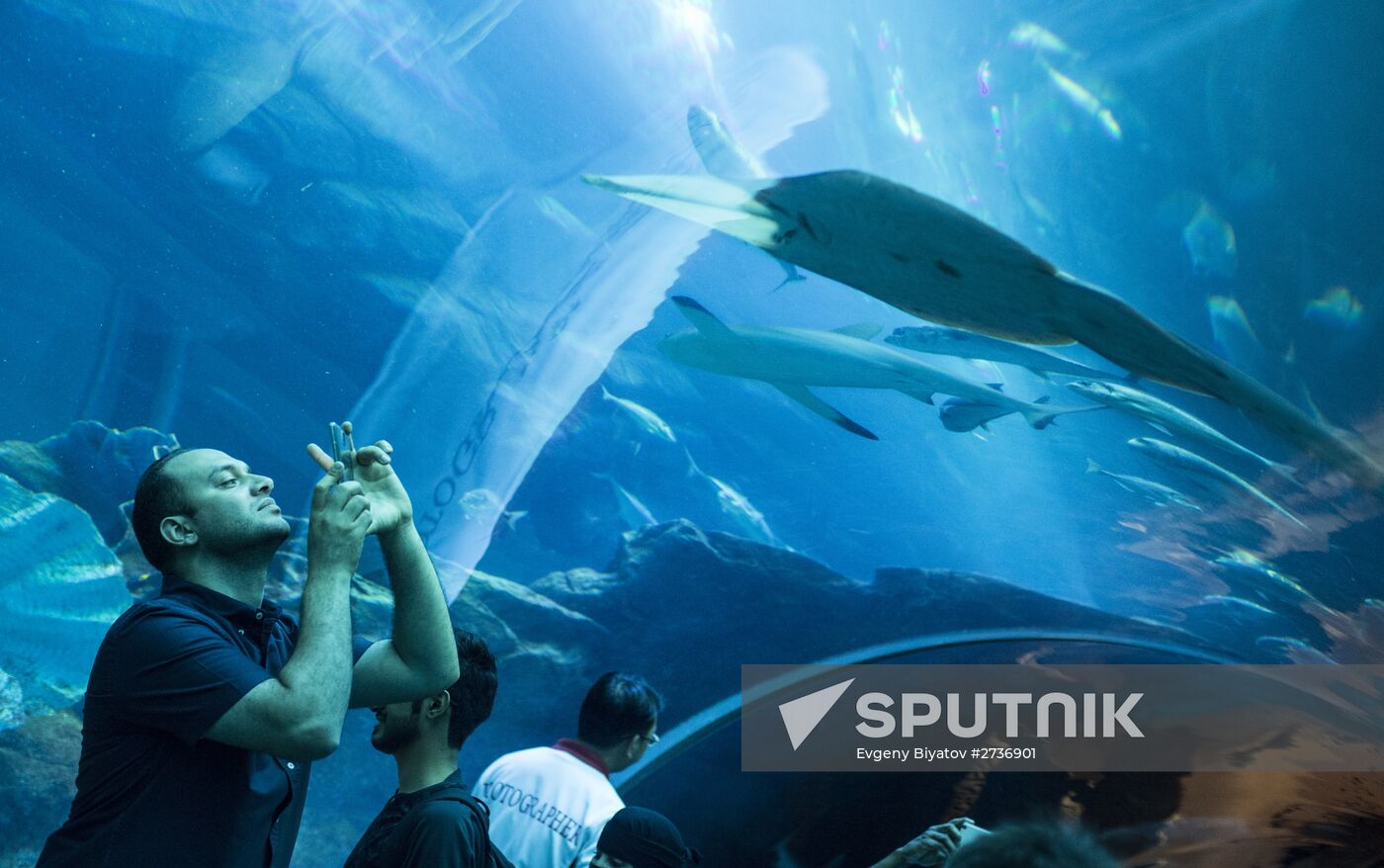 The Dubai Aquarium & Underwater Zoo