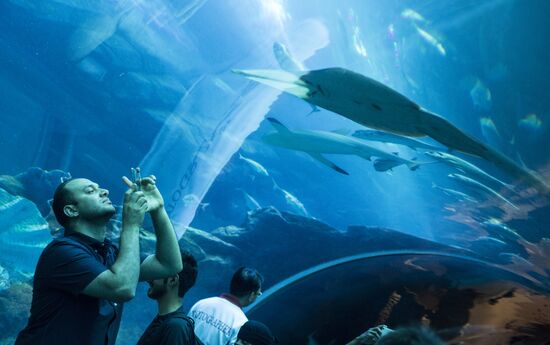 The Dubai Aquarium & Underwater Zoo