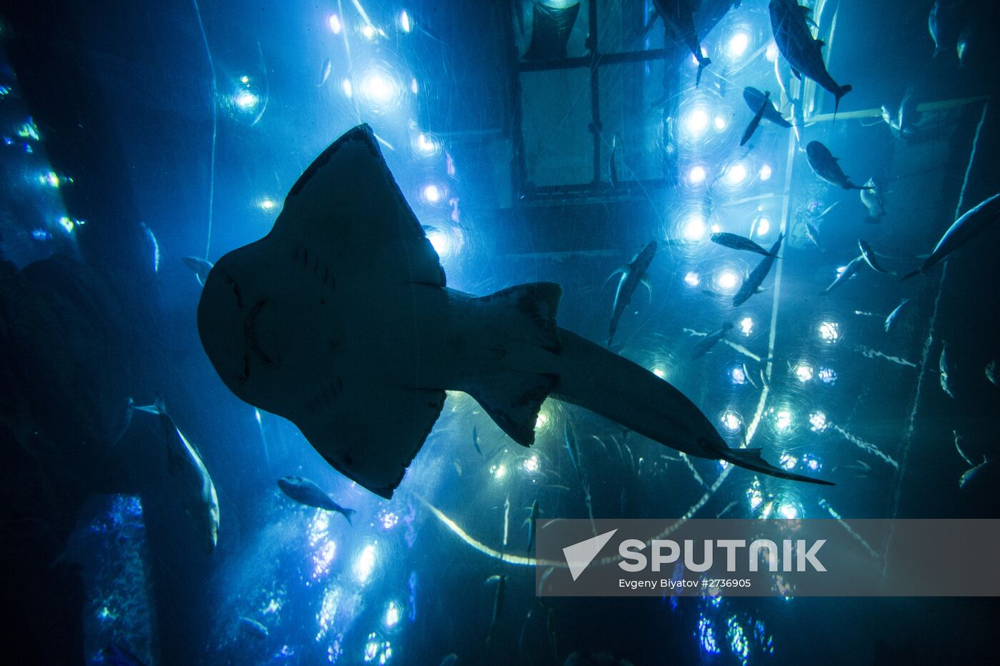 The Dubai Aquarium & Underwater Zoo