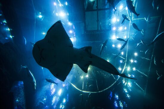 The Dubai Aquarium & Underwater Zoo