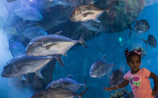 Dubai Aquarium and Underwater Zoo