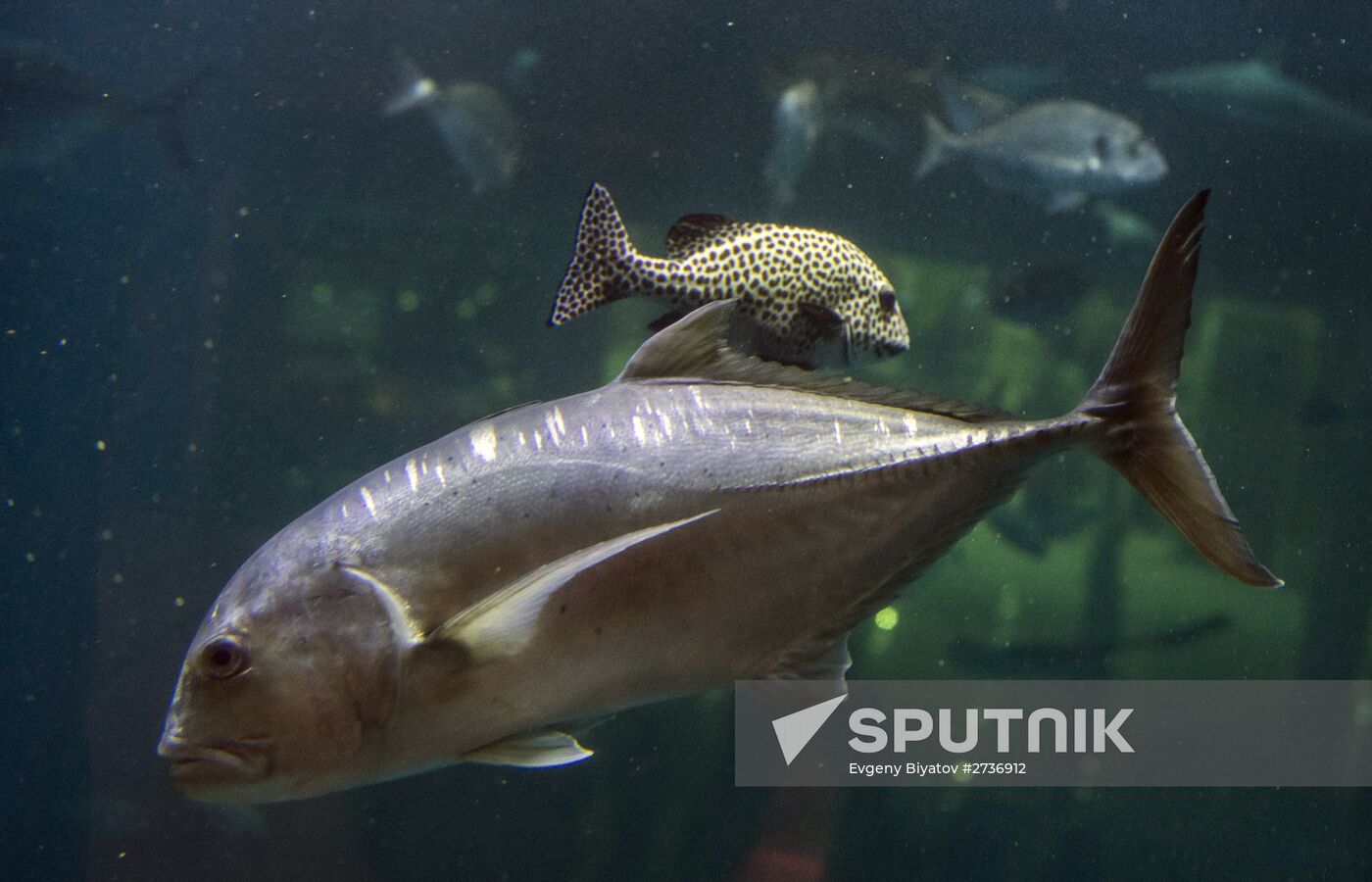 Dubai Aquarium and Underwater Zoo
