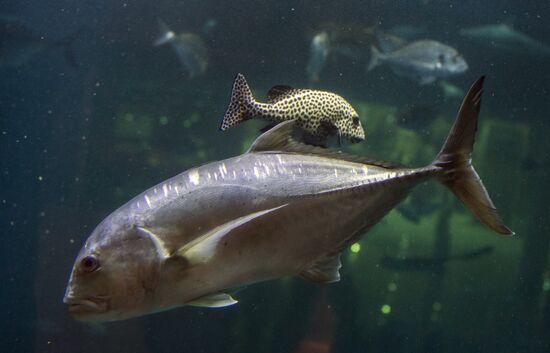 Dubai Aquarium and Underwater Zoo