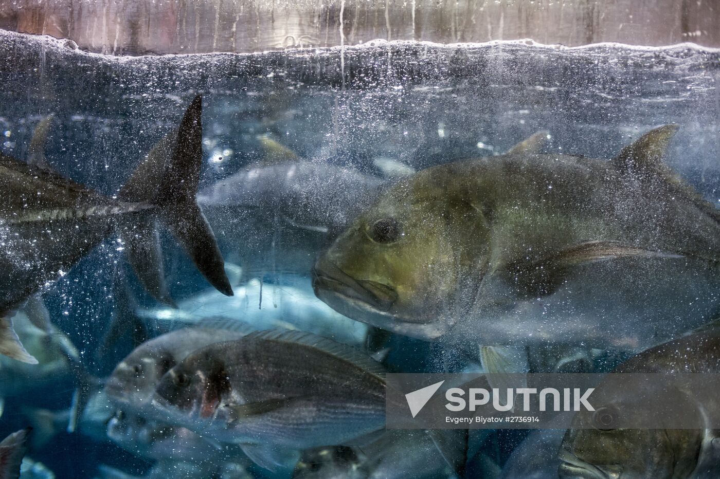 Dubai Aquarium and Underwater Zoo