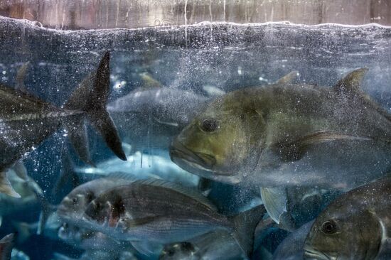 Dubai Aquarium and Underwater Zoo