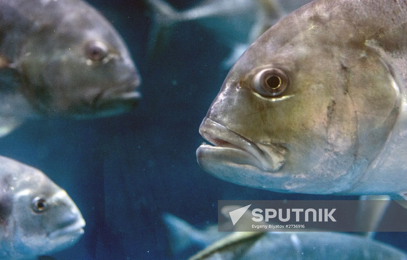 Dubai Aquarium and Underwater Zoo