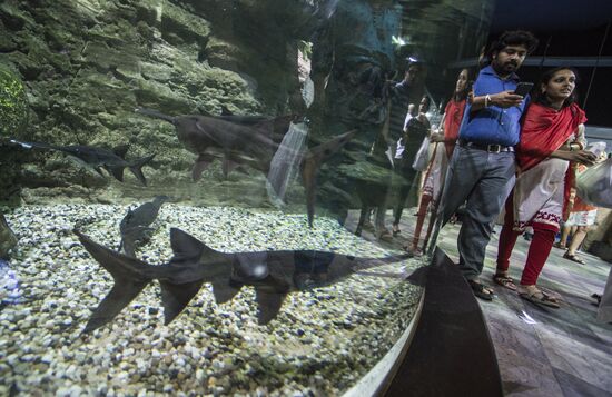Dubai Aquarium and Underwater Zoo