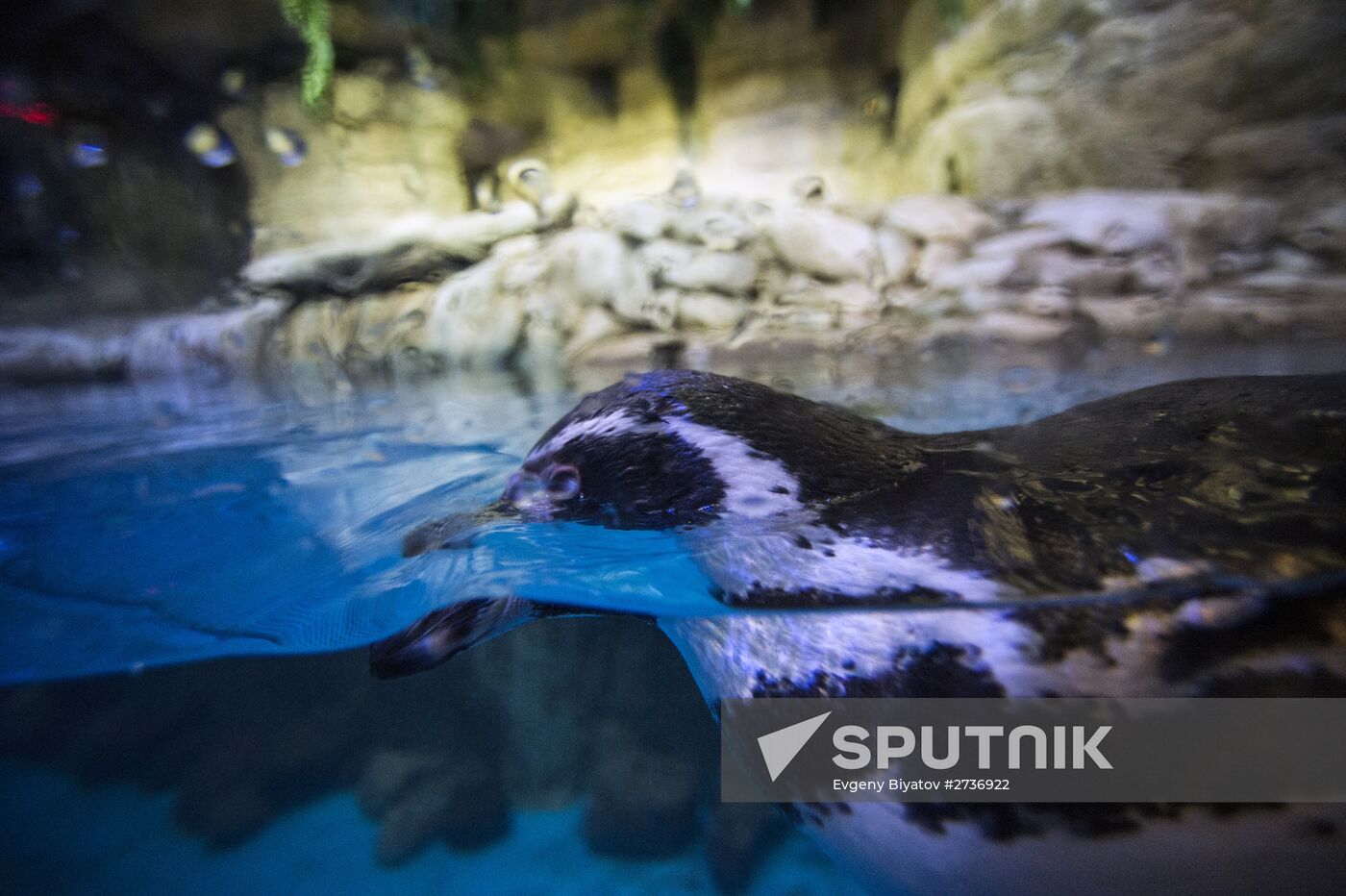 Dubai Aquarium and Underwater Zoo
