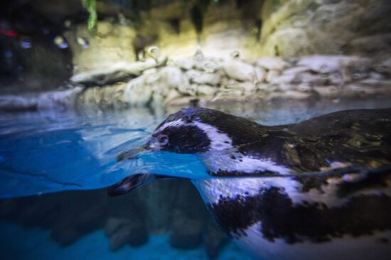 Dubai Aquarium and Underwater Zoo