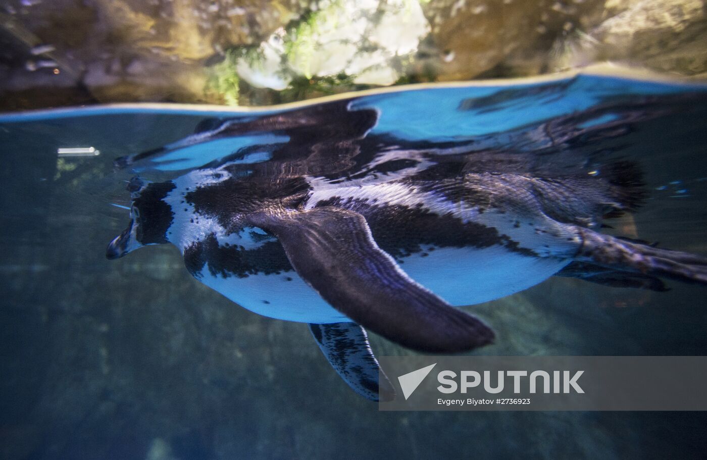 Dubai Aquarium and Underwater Zoo