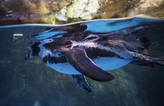 Dubai Aquarium and Underwater Zoo