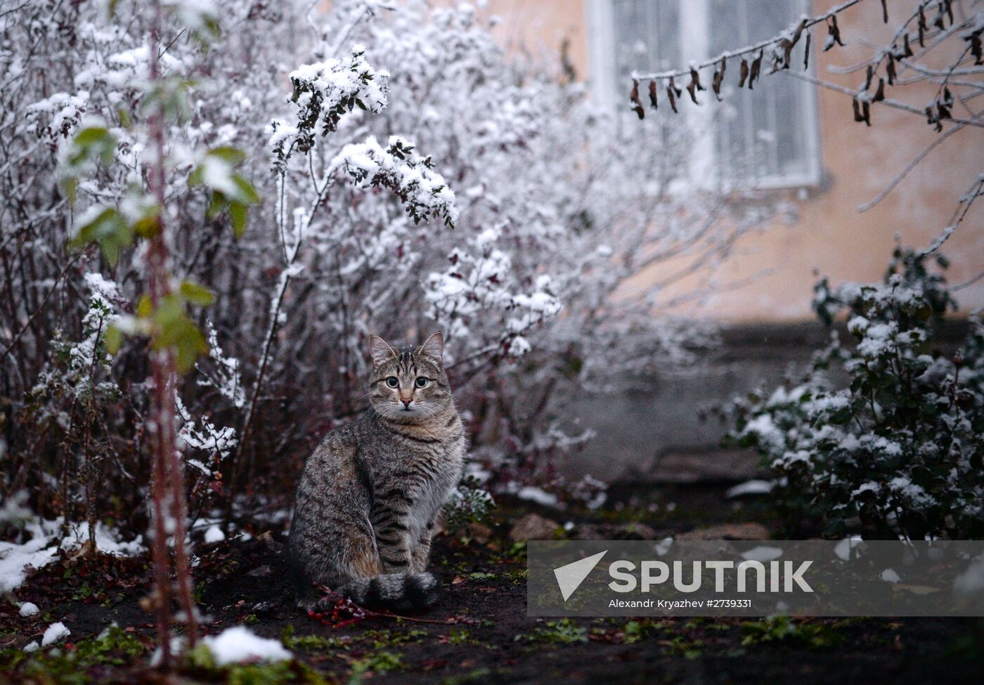 Winter in the Novosibirsk Region