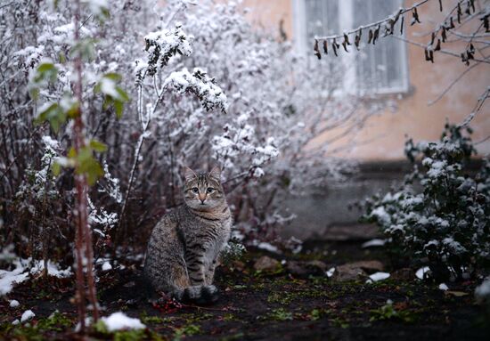 Winter in the Novosibirsk Region