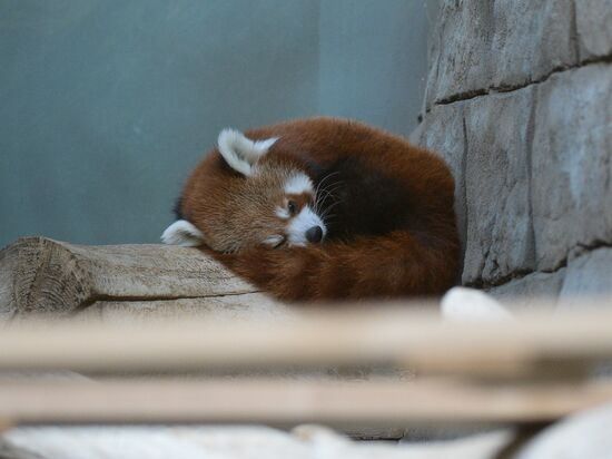 Rare red panda in Moscow Zoo