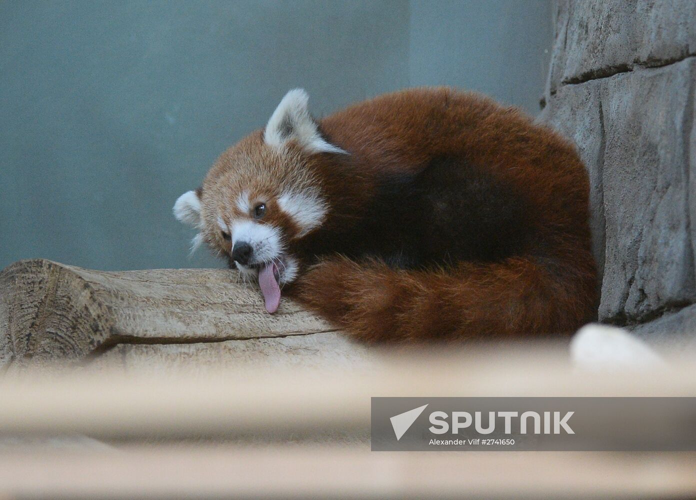 Rare red panda at Moscow Zoo