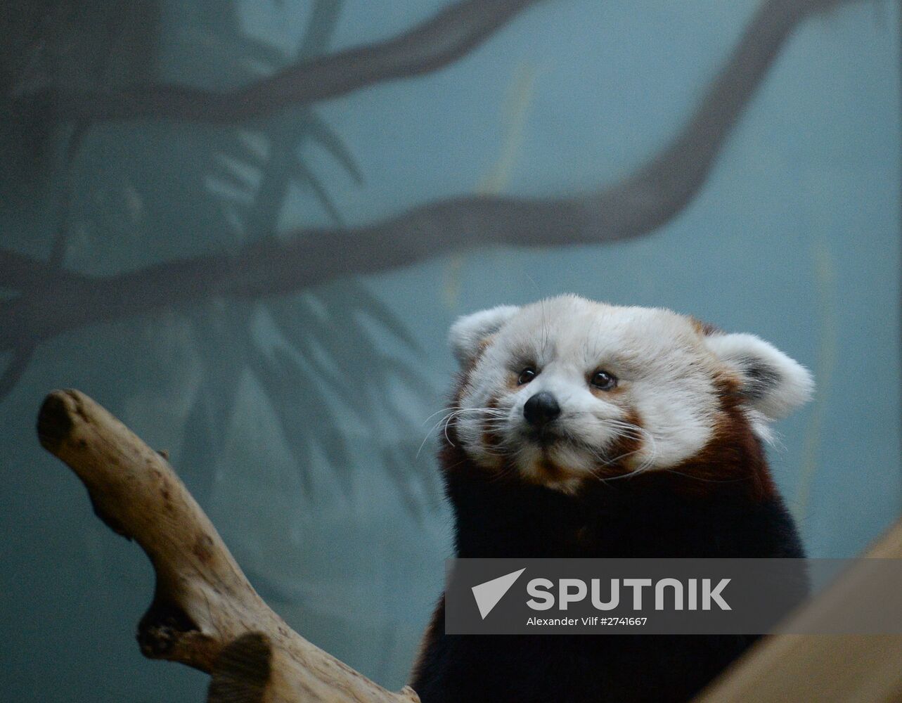 Rare red panda at Moscow Zoo