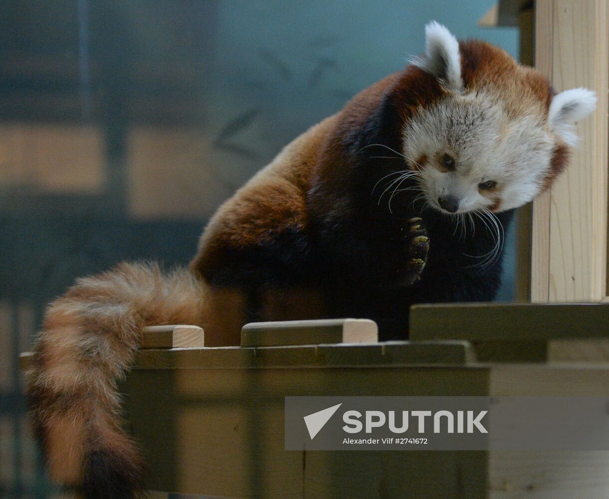 Rare red panda at Moscow Zoo