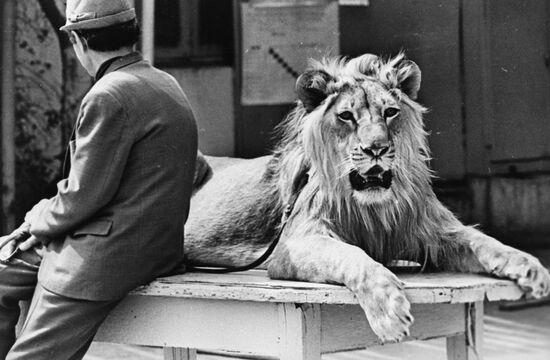 King the Lion and the Berberov family