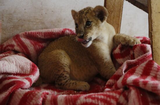 Lion cubs are covered with blankets to warm up at Safari Park Taigan in Crimea