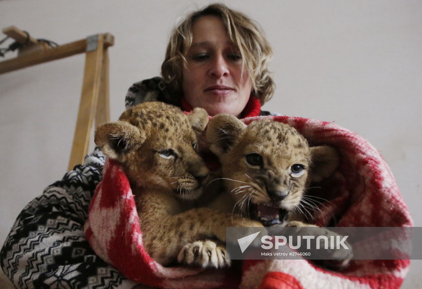Lion cubs are covered with blankets to warm up at Safari Park Taigan in Crimea