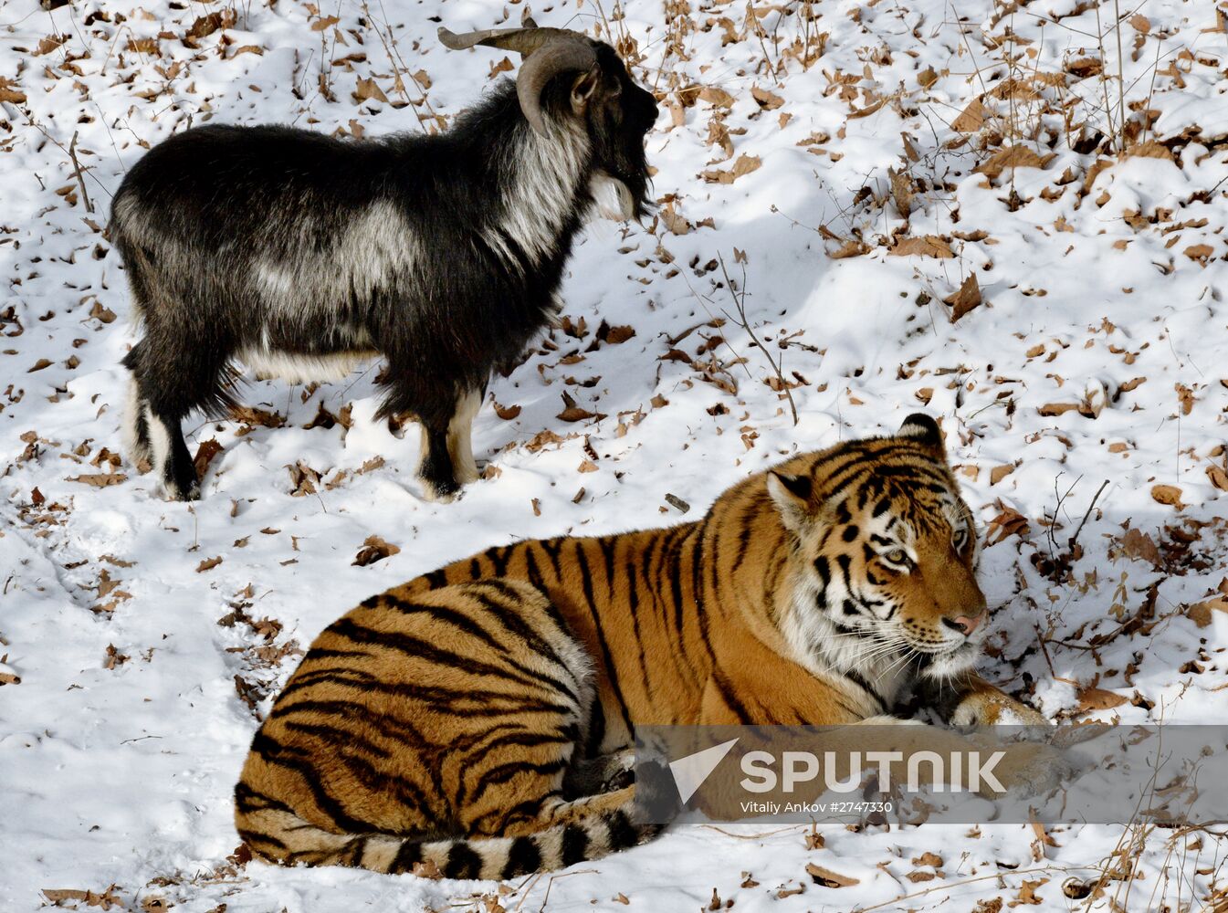 Siberian tiger bonds with goat in Primorye Safari Park