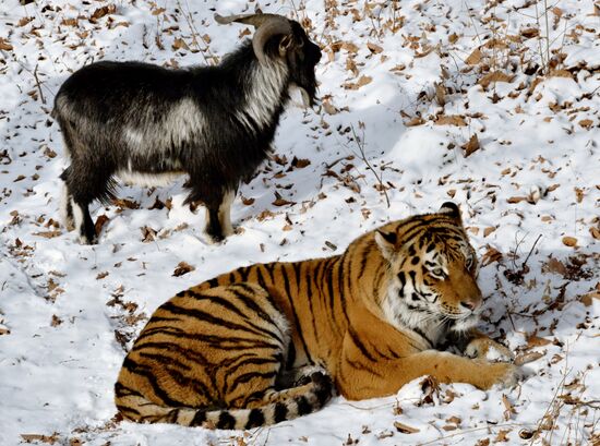 Siberian tiger bonds with goat in Primorye Safari Park