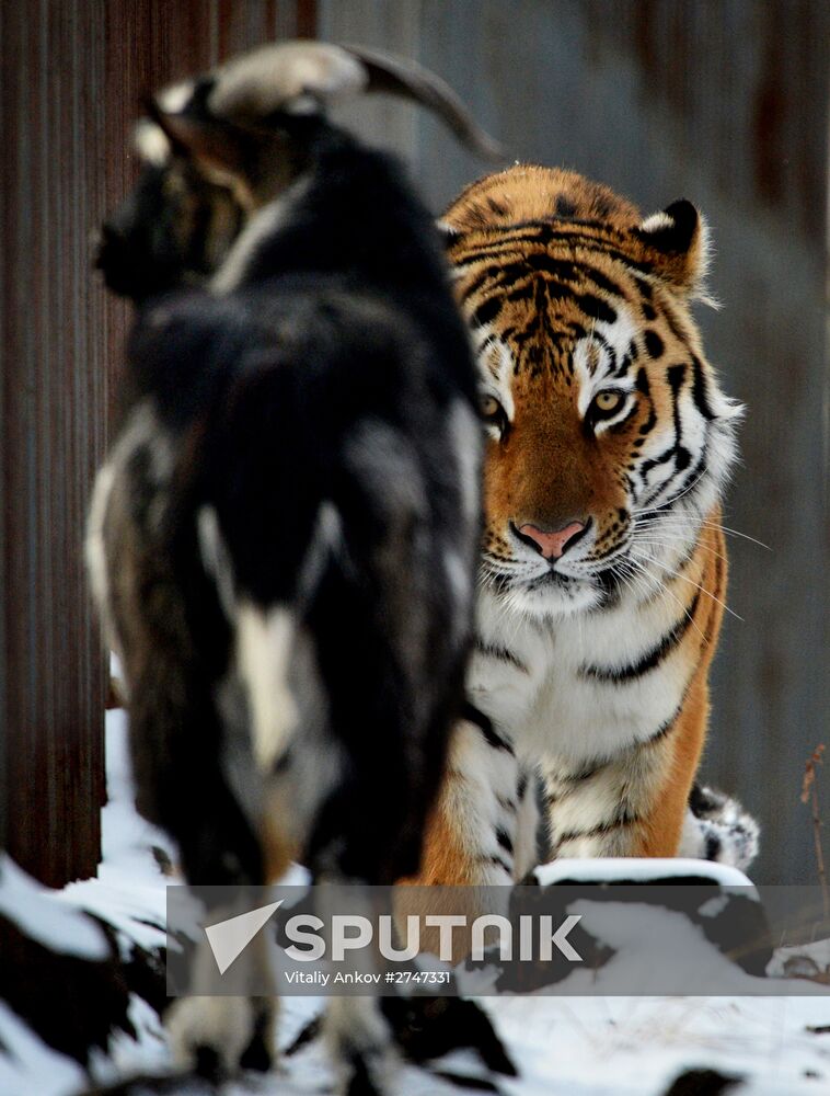 Siberian tiger bonds with goat in Primorye Safari Park