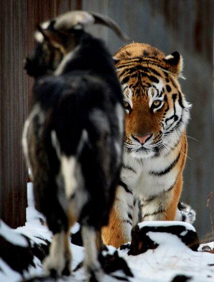 Siberian tiger bonds with goat in Primorye Safari Park