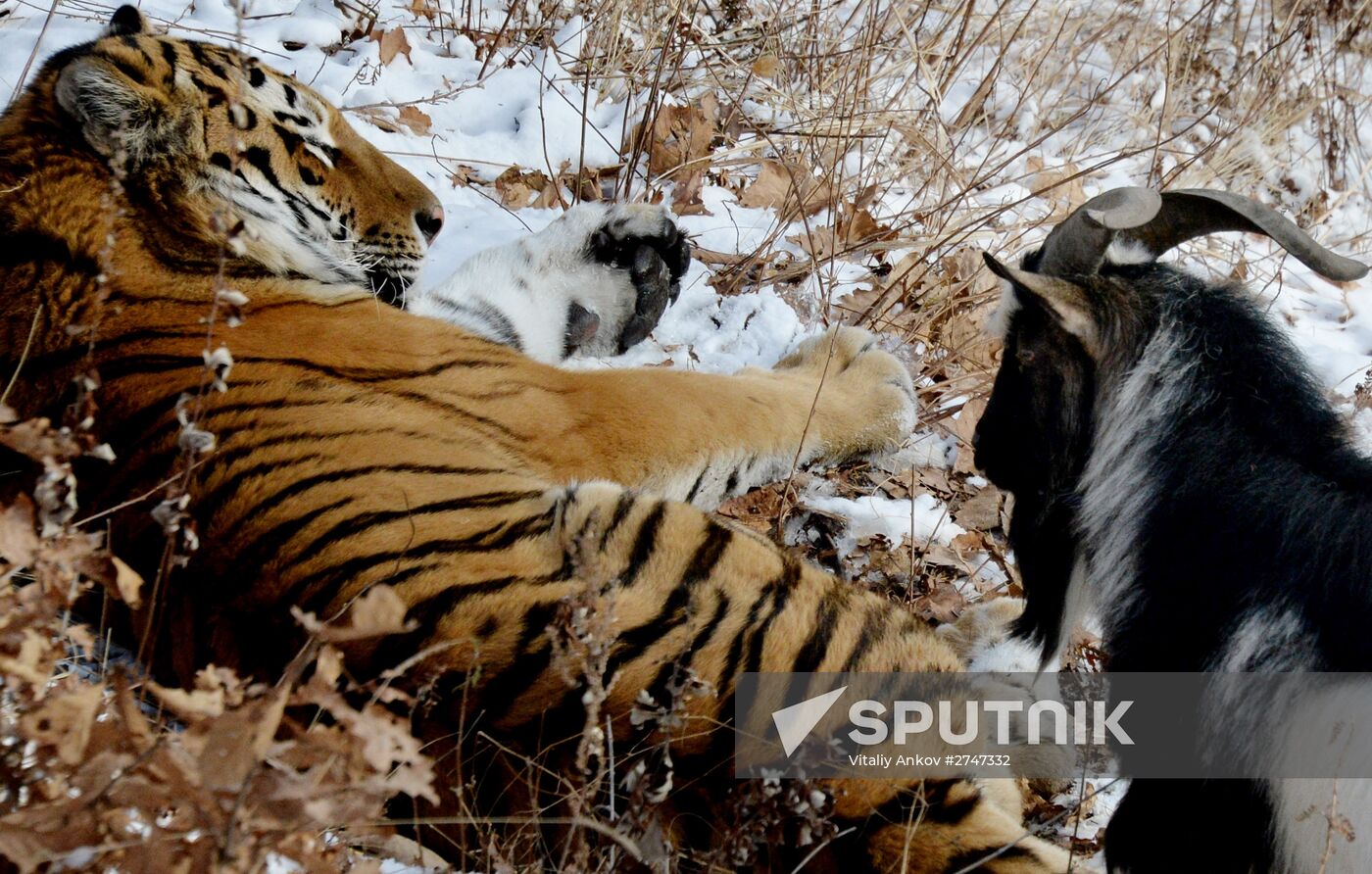 Siberian tiger bonds with goat in Primorye Safari Park