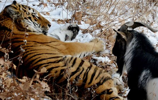 Siberian tiger bonds with goat in Primorye Safari Park