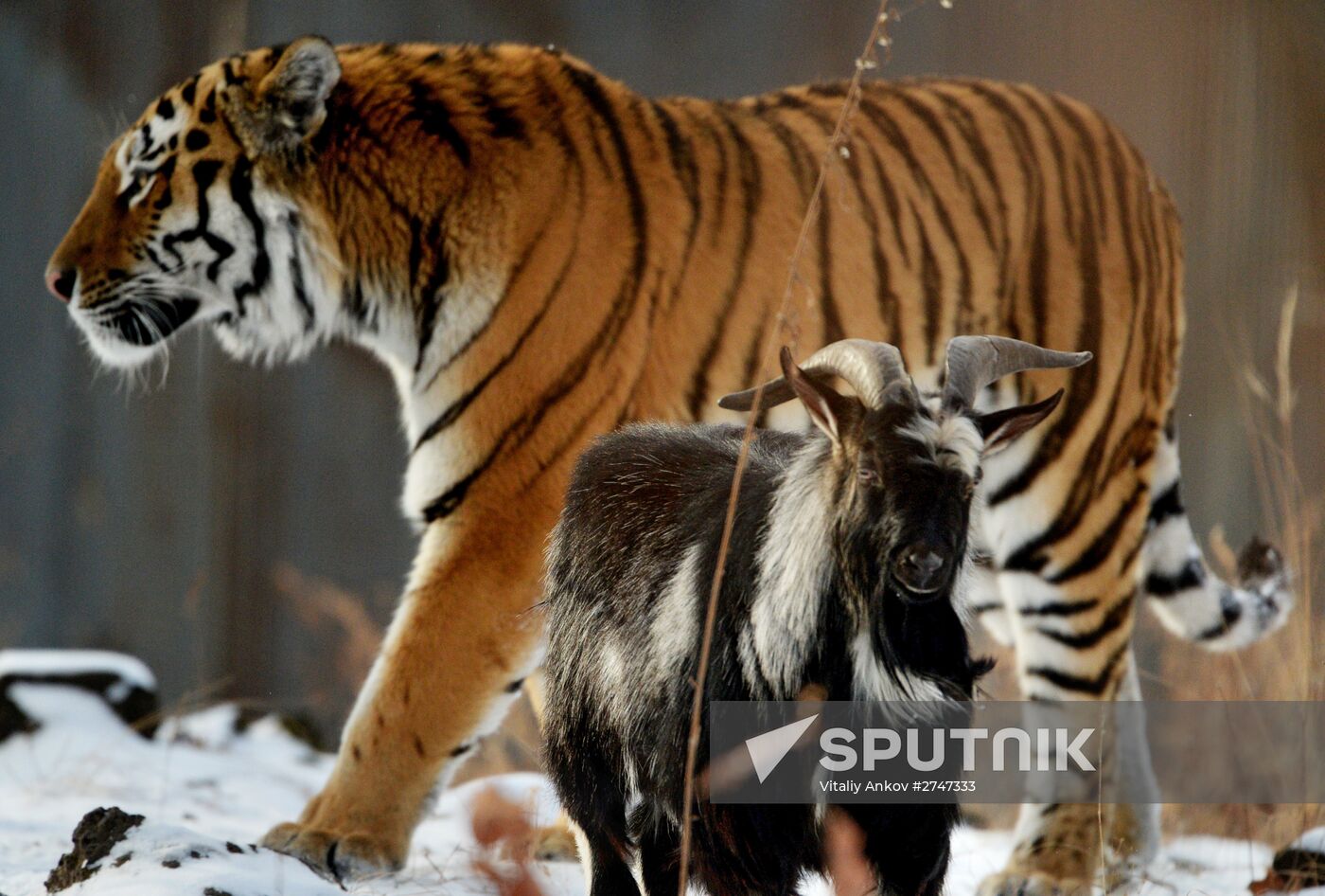 Siberian tiger bonds with goat in Primorye Safari Park
