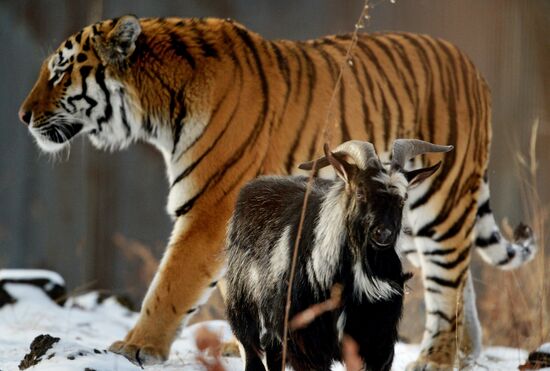 Siberian tiger bonds with goat in Primorye Safari Park