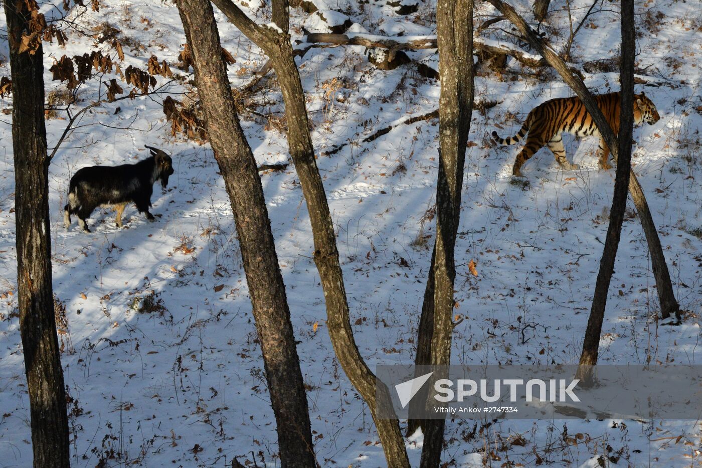 Siberian tiger bonds with goat in Primorye Safari Park