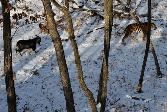 Siberian tiger bonds with goat in Primorye Safari Park