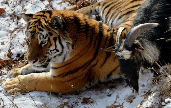 Siberian tiger bonds with goat in Primorye Safari Park