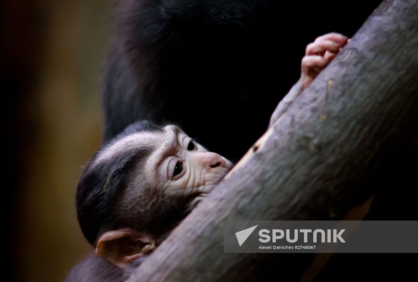 Rare black macaque is born in St. Petersburg Zoo