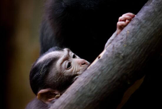 Rare black macaque is born in St. Petersburg Zoo