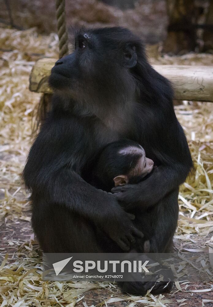 Rare black macaque is born in St. Petersburg Zoo