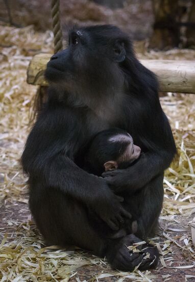 Rare black macaque is born in St. Petersburg Zoo