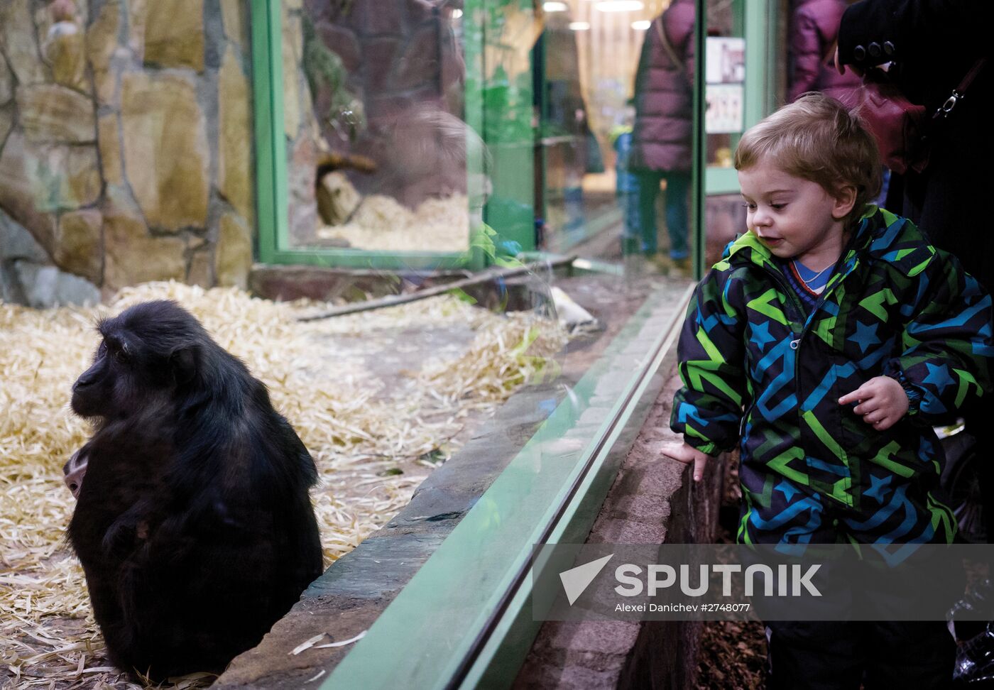 Rare black macaque is born in St. Petersburg Zoo