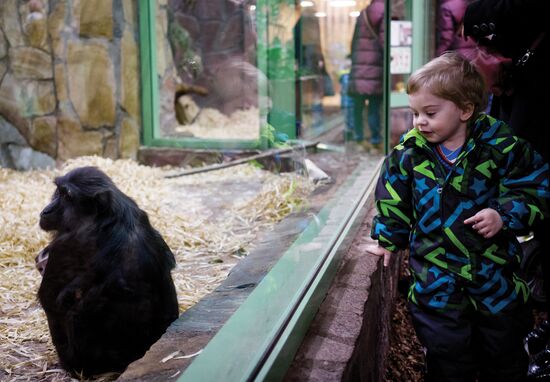Rare black macaque is born in St. Petersburg Zoo