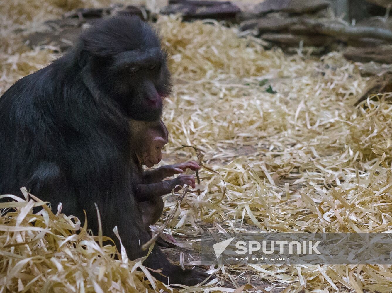 Rare black macaque is born in St. Petersburg Zoo