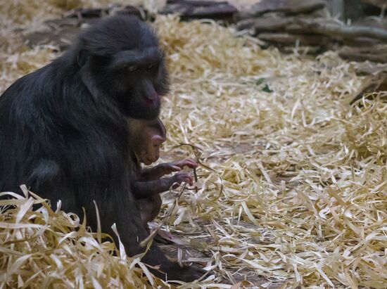Rare black macaque is born in St. Petersburg Zoo