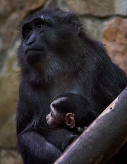 Rare black macaque is born in St. Petersburg Zoo